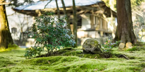 嵐山+渡月橋+天龍寺+野宮神社一日遊【中文司機 包車遊】