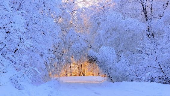 Sabaduri forest, Chronicles of Georgia, wolves and bears Zoo