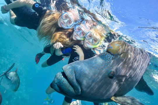 接急單#凱恩斯太陽戀人號大堡礁遊輪一日遊摩爾外堡礁+翡翠島