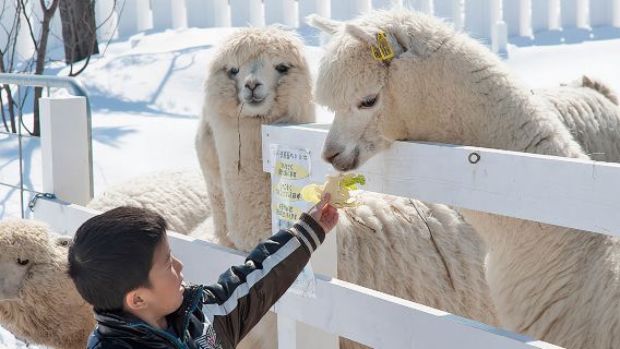 日本北海道白鬚瀑布+Christmastree+旭山動物園一日遊