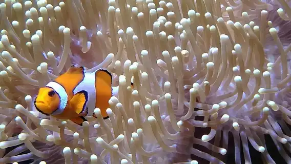 Lanzarote Aquarium: Skip The Line Ticket