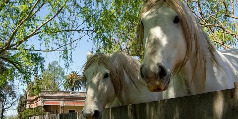 布宜諾斯艾利斯農莊高卓人小團全日體驗