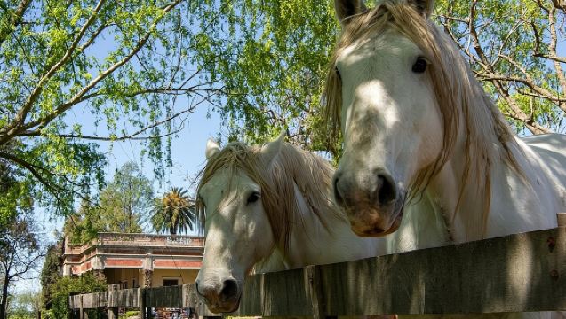 Gaucho Piccolo Gruppo Giornata Intera in una Fattoria a Buenos Aires