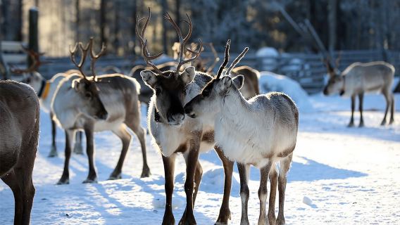 Kuusamo: Reindeer Farm Visit