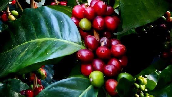 MINCA: Eco-Walk, Coffee Farm, Waterfall & Chocolate Experience!