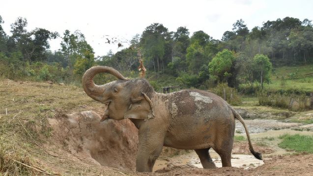 Care Pride Elephants: Full-Day Tour Experience