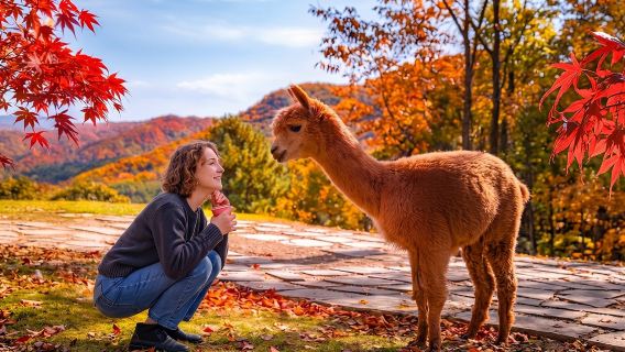 Nami+Alpaca+Garden of Morning Calm (+Rail Bike Option)