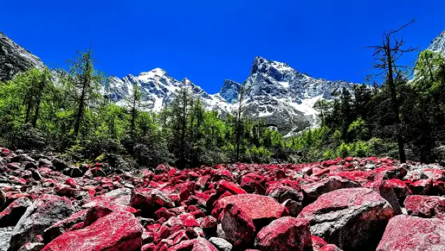 Sichuan Bipenggou Scenic Area Private Day Tour from Chengdu