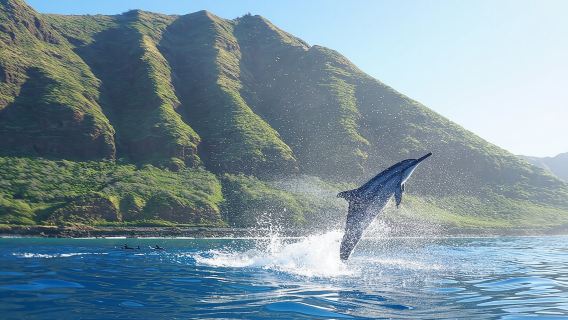 Dolphin Watch Cruise with Waterslide & Snorkeling on Oahu