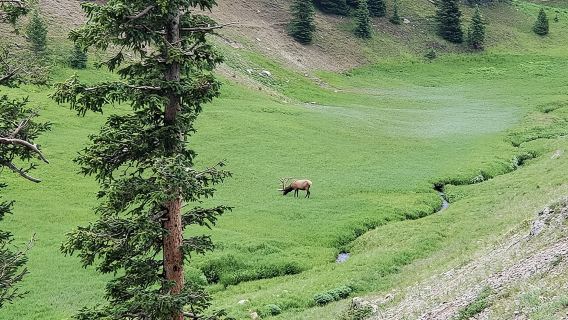 Private and Personalized Three Hour Morning Tour of Rocky Mountain National Park