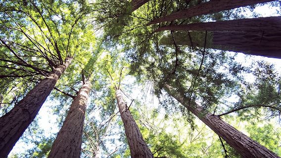 Muir Woods half day tour with Sausalito ferry