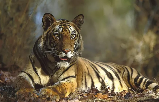 齋浦爾出發的倫滕博爾一日遊連老虎狩獵體驗