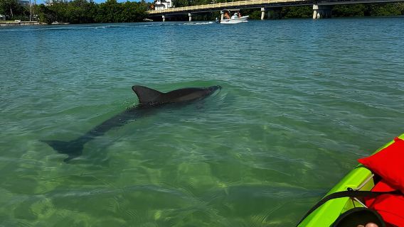 Clear/Standard Kayak Self Guided Island EcoTour Bonita Springs! 