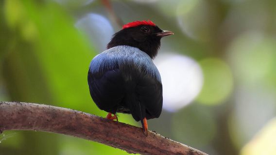 Birdwatching in a private nature reserve 