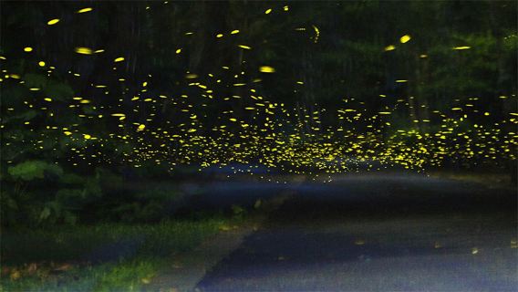 雲南西雙版納傣族園+中國科學院西雙版納熱帶植物園日遊+夜遊