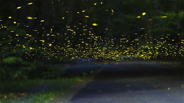 Taman Etnik Dai Xishuangbanna Yunnan + Lawatan Sehari ke Taman Botani Tropika Xishuangbanna Akademi Sains China + Lawatan Malam