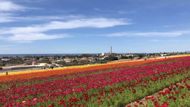 日本旭川市旭山動物園-旭川拉麵村-富田農場-美瑛【北海道中文專車】