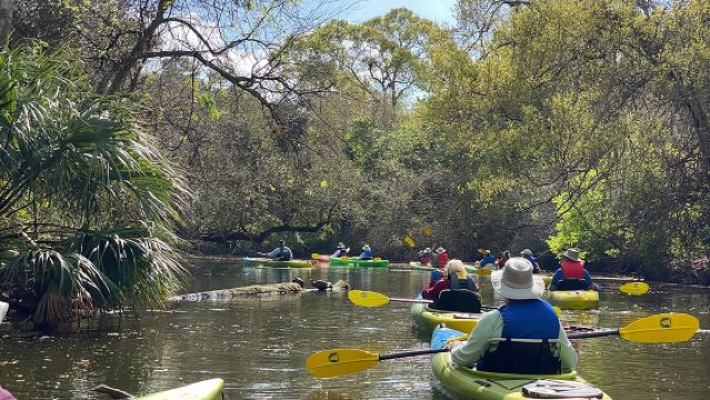 Lawatan Kayak Manatee dan Lumba-lumba