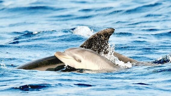 Dolphin Watching Boat Excursion to Figarolo Island from Olbia