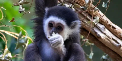 多倫多:多倫多動物園入場門票