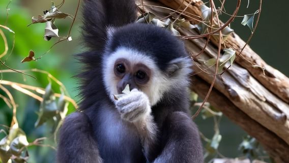 Toronto: Toronto Zoo Entry Ticket