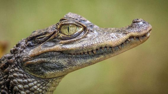 Miami: Everglades Airboat, Gator Experience with Transfer