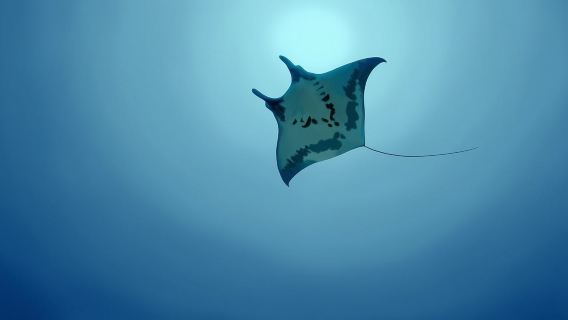 Dari Bali: Nusa Penida Snorkel 3 Spot dengan tur GoPro & Kayak