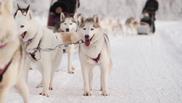 Ruka: giro con gli husky e visita alla fattoria + dolcetti al fuoco