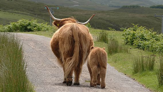 Desde Edimburgo: tour por el lago Ness e Inverness en español