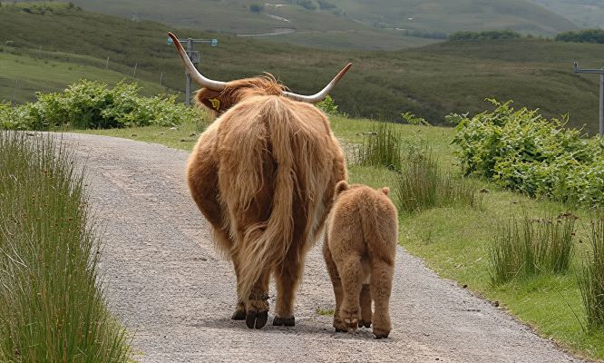 Desde Edimburgo: tour por el lago Ness e Inverness en español