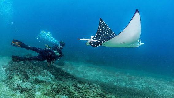 Puerto Vallarta: buceo en Las Caletas
