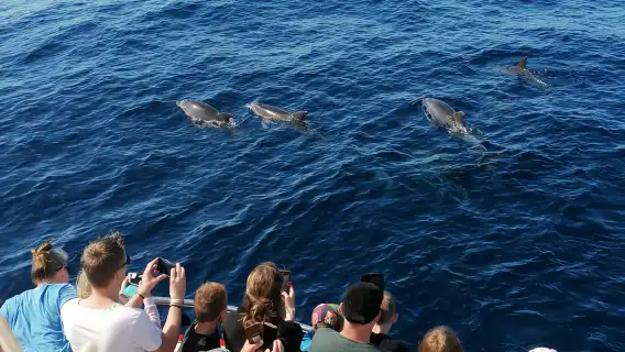 Gran Canaria: Dolphin and Whale Watching Cruise