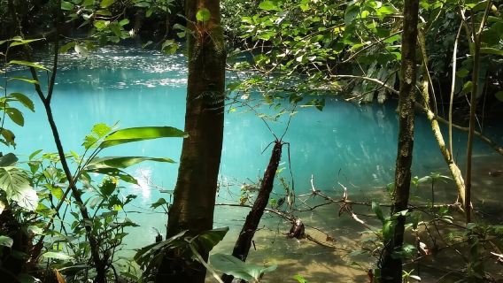 From San Jose: Guided Tour Celeste River