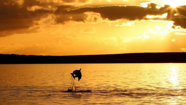 Poreč: Sunset Dolphin Safari Cruise with Drinks