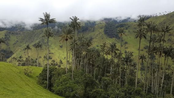Salento: Tour del Salento e della Valle del Cocora