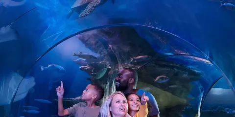 格雷普韋恩海洋生物水族館 (SEA LIFE Aquarium Grapevine) 門票