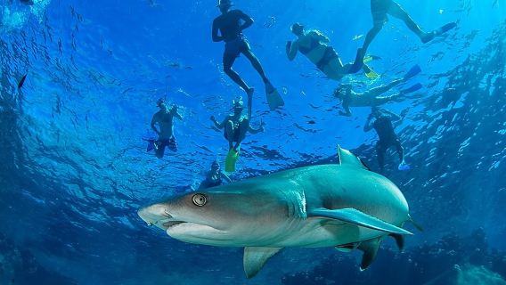 Ultimate Encounter Snorkel with Sharks in Fiji
