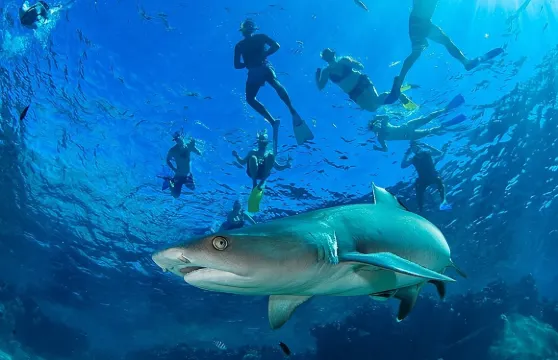 在斐濟與鯊魚進行終極浮潛之旅