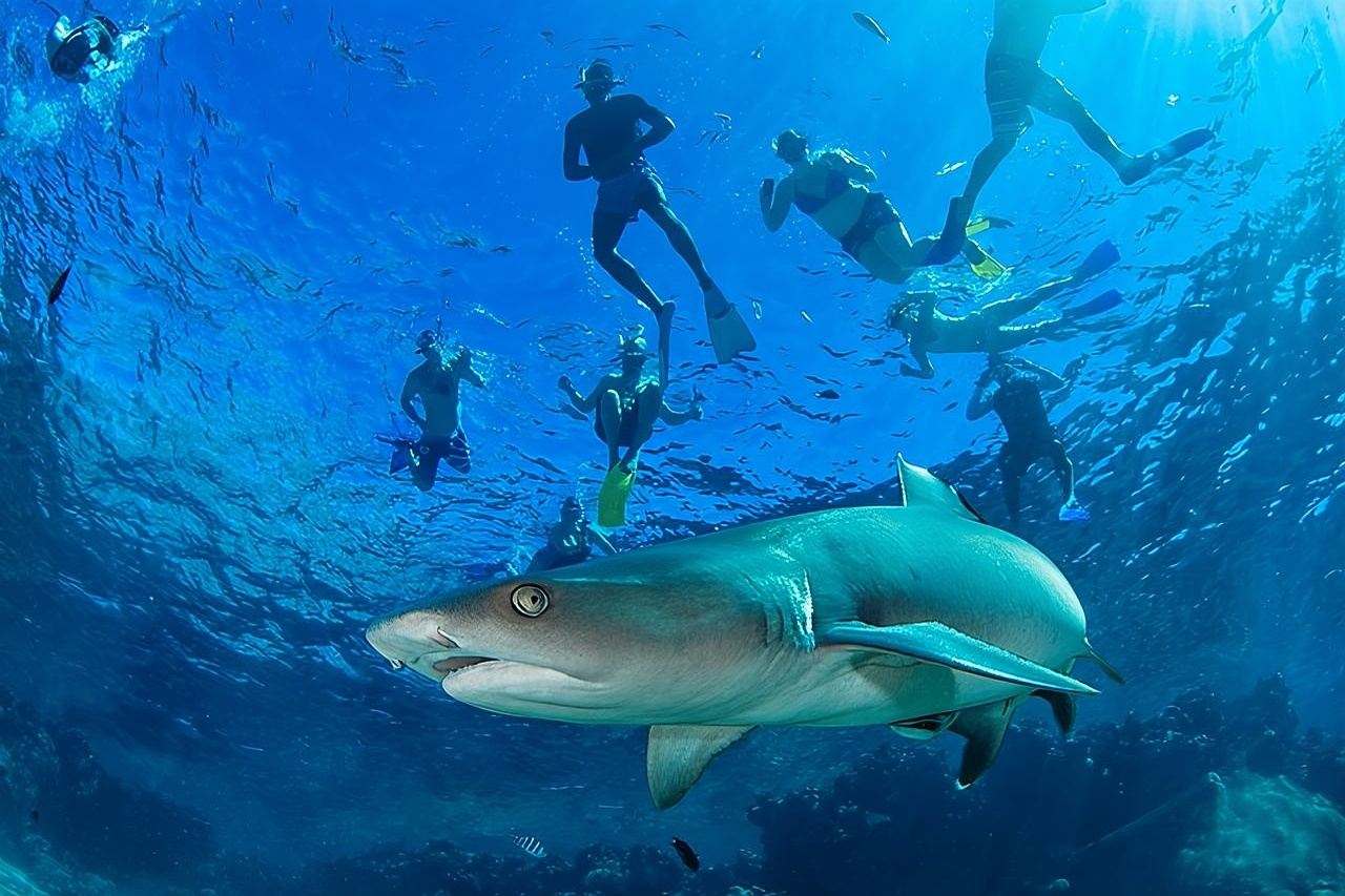Ultimatives Erlebnis: Schnorcheln mit Haien in Fidschi