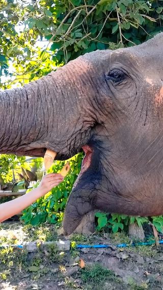Chiang Mai Ran-Tong Save & Rescue Elephant Centre 1-day tour [Feed elephants|Elephant Bathing