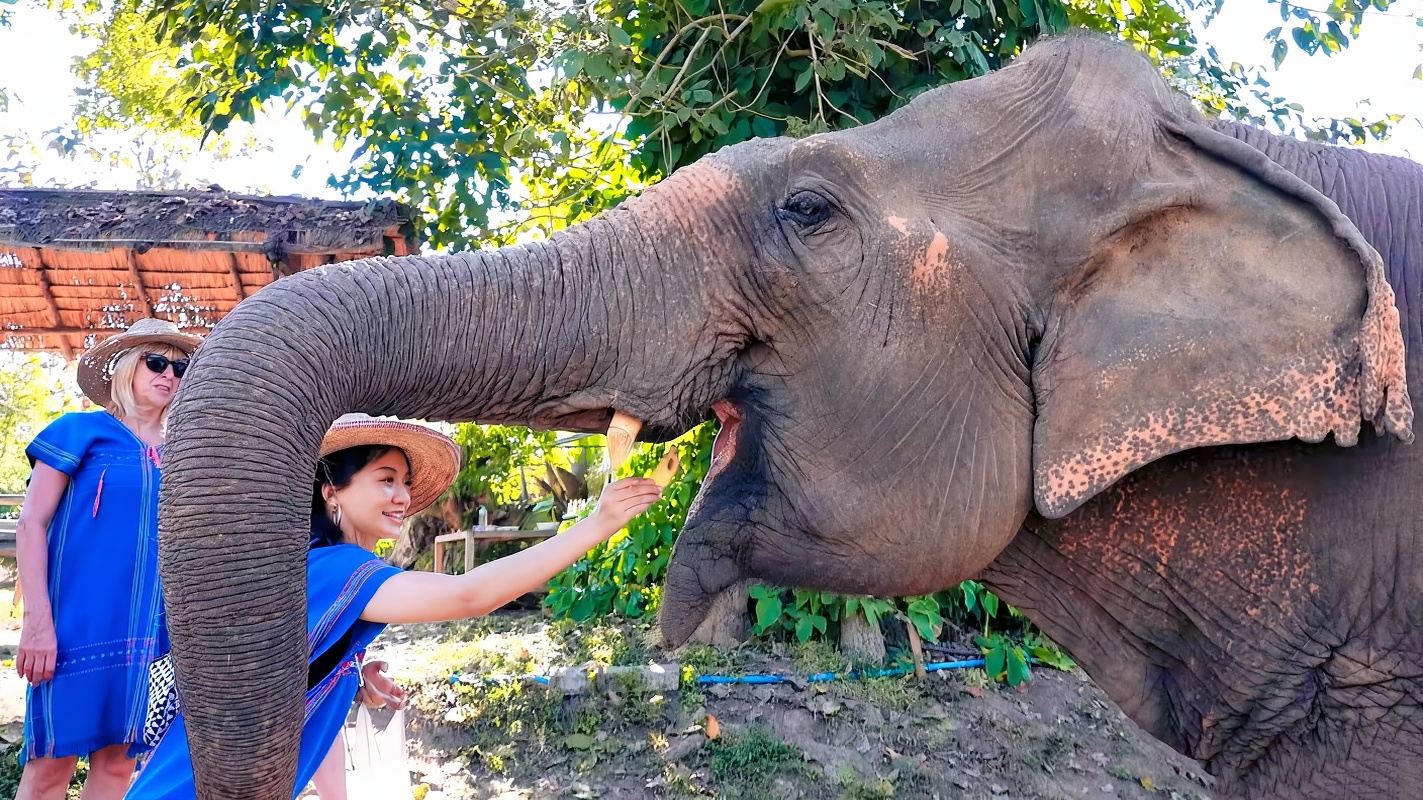 Chiang Mai Ran-Tong Save & Rescue Elephant Centre 1-day tour [Feed elephants|Elephant Bathing