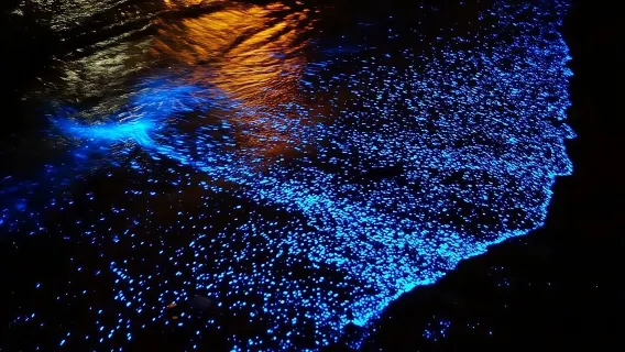 Bioluminescence Experience from Curú Wildlife Refuge
