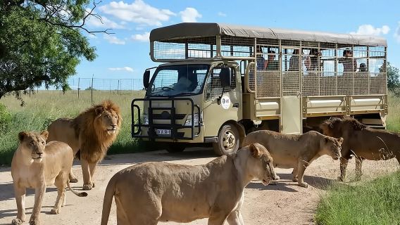 Excursión de medio día al Parque de Leones y Safari