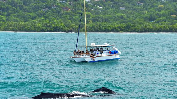 Sunset Sails Tours Morning or Afternoon 