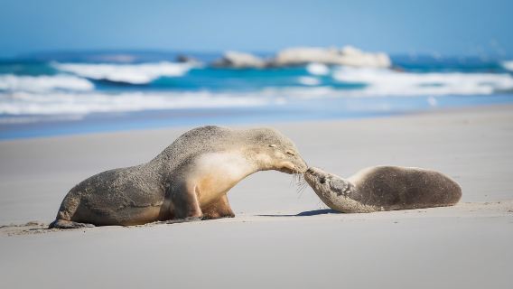 Kangaroo IslandTours