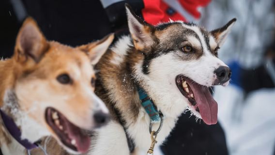 ทัวร์กิจกรรมในทรุมเซอ ประเทศนอร์เวย์: ขับสุนัขลากเลื่อนฮัสกี้/สโนว์โมบิลไล่ล่าหมอกเหนือ/กวางเรนเดียร์/ล่องเรือ (เดินทางไปกลับจากทรุมเซอ + มีไกด์ภาษาจีนหรืออังกฤษให้เลือก)