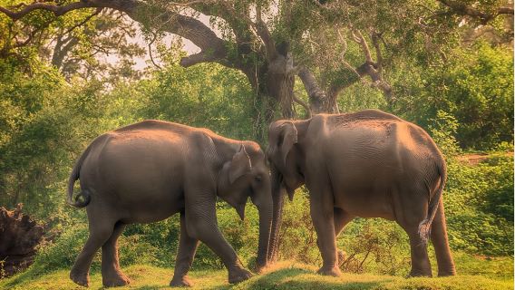 Minneriya National Park, Sri Lanka|Safari Jeep + Wildlife Viewing