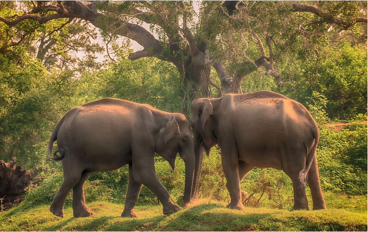 スリランカ・ミネリア国立公園|サファリジープ+野生動物観賞&