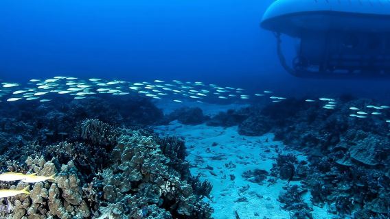 From Kona: Big Island Underwater Submarine Adventure