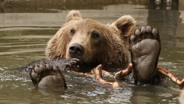 Copenhagen: Copenhagen Zoo Entry Ticket